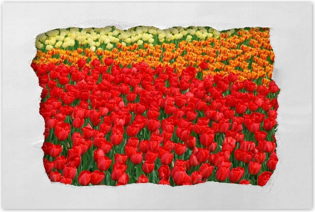 Poszterek 60x40 Pipacsos ártér