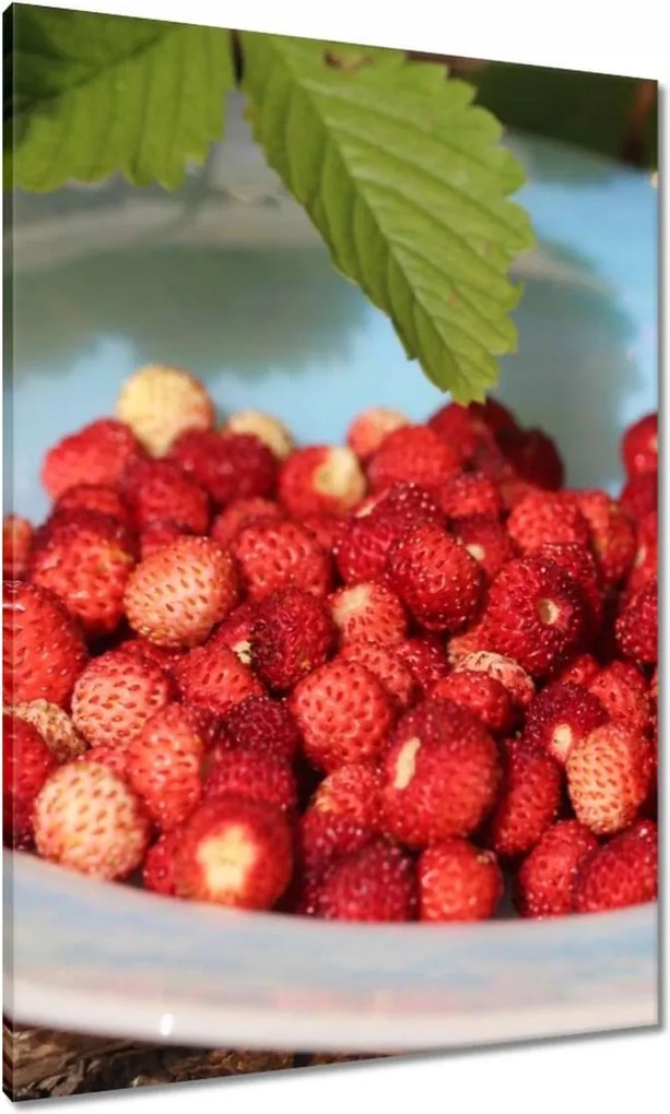 Vászonkép 70x100 Erdei szintek