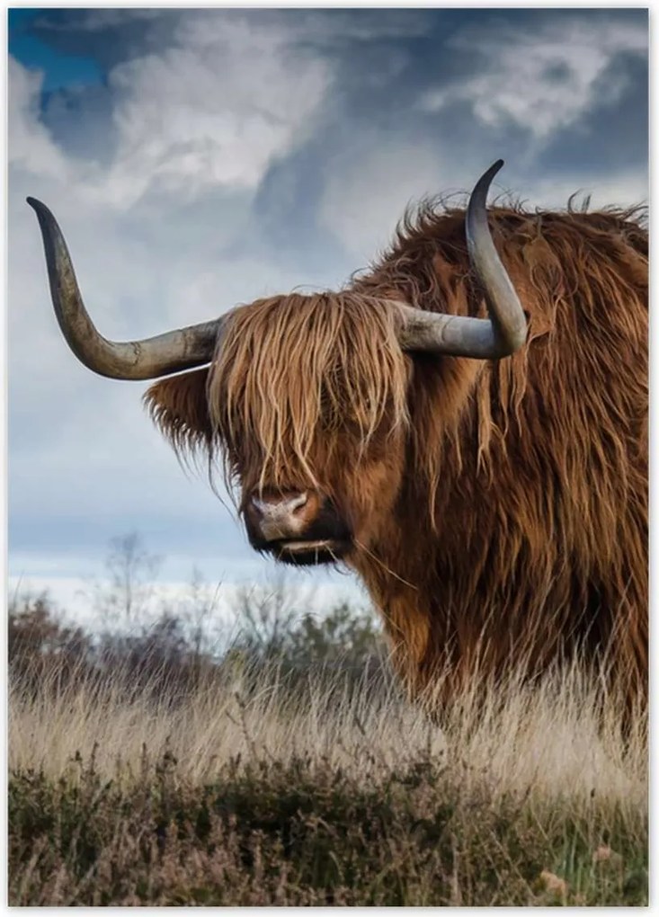 Poszterek 50x70 Felvidéki tehén