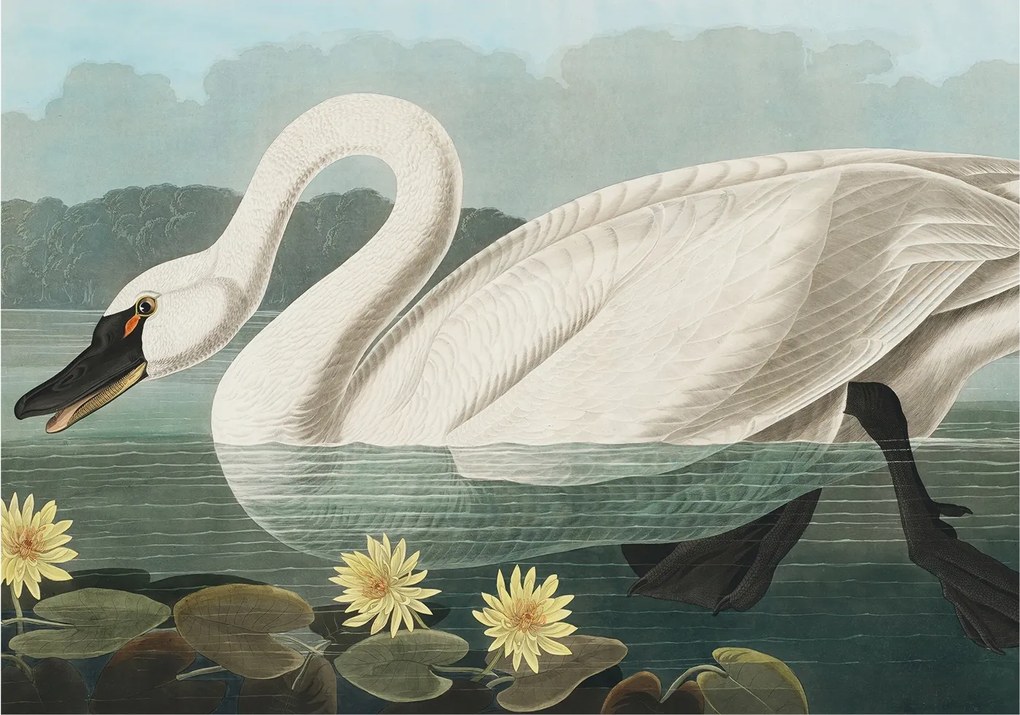 Divatos 3D Fali Tapéta Hattyú és nenufary 312x219 Ragasztóval