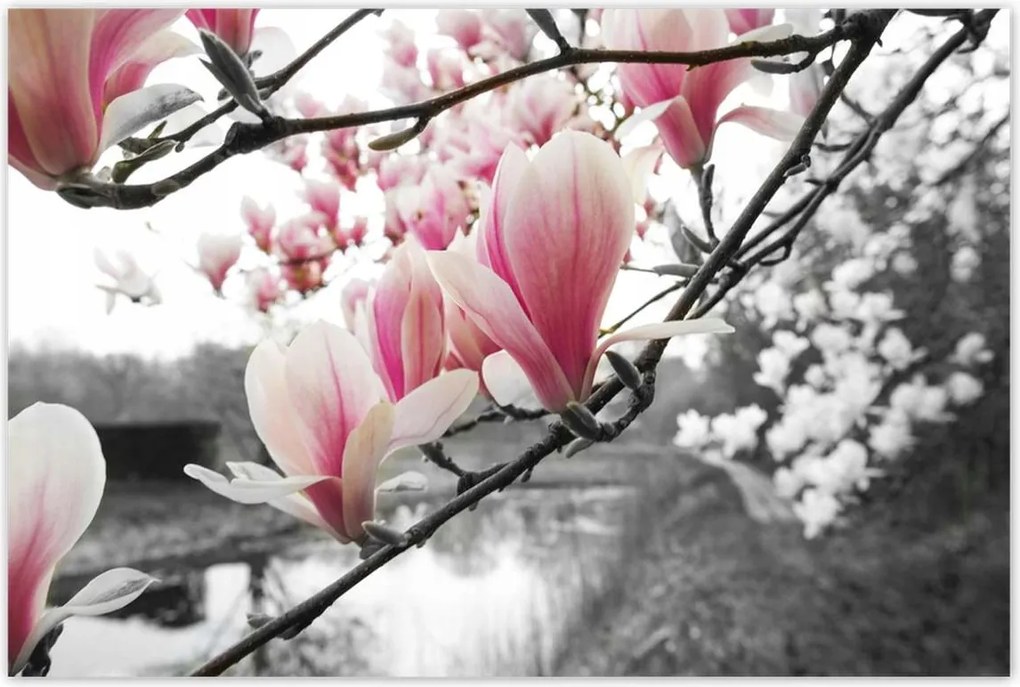 Poszterek 120x80 Magnólia Virágok
