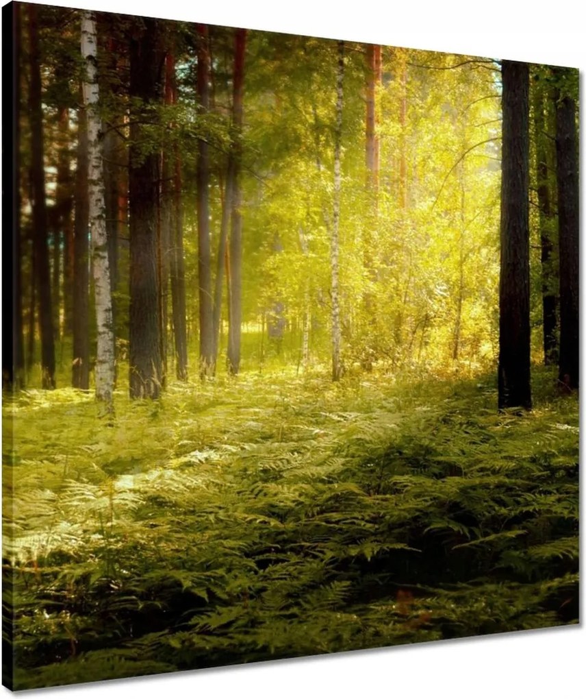 Vászonkép 50x50 Napfelkelte az erdőben