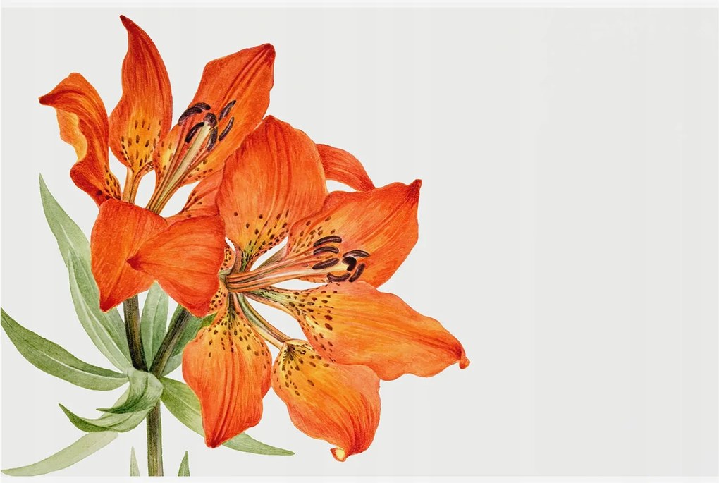 Stílusos Dekoratív Fotótapéta Flizelin Narancs liliom 104x70 Ragasztó