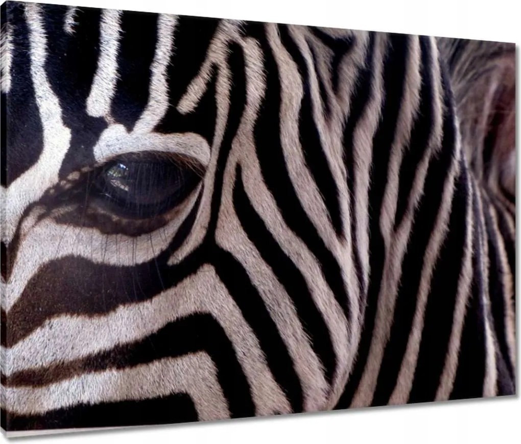Vászonkép 80x60 Makro fotó zebra