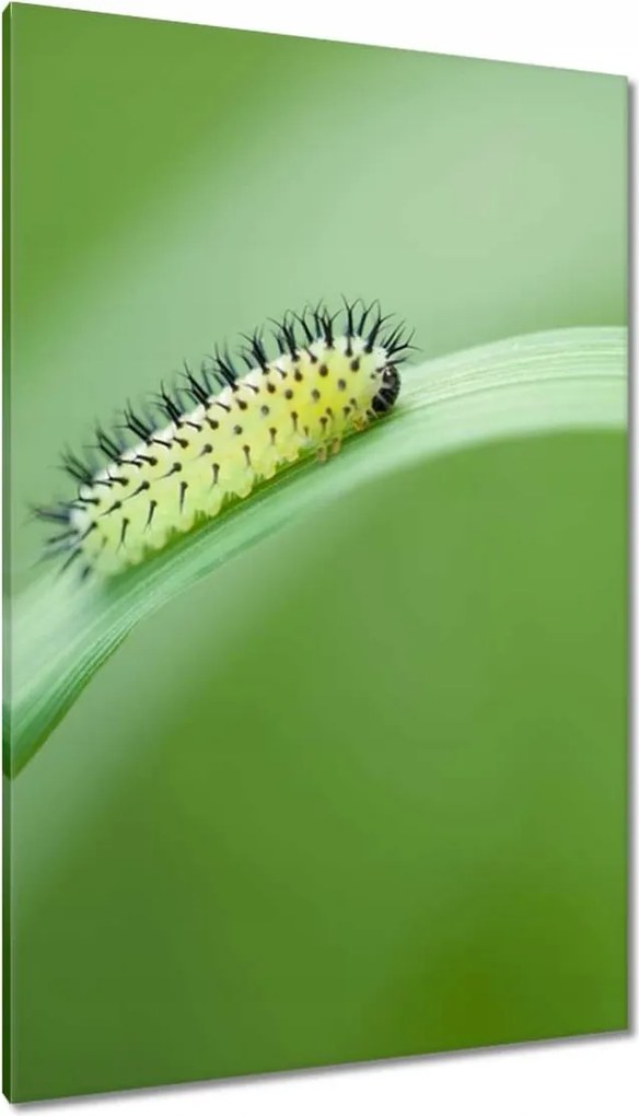Vászonkép 80x120 Zöld hernyó