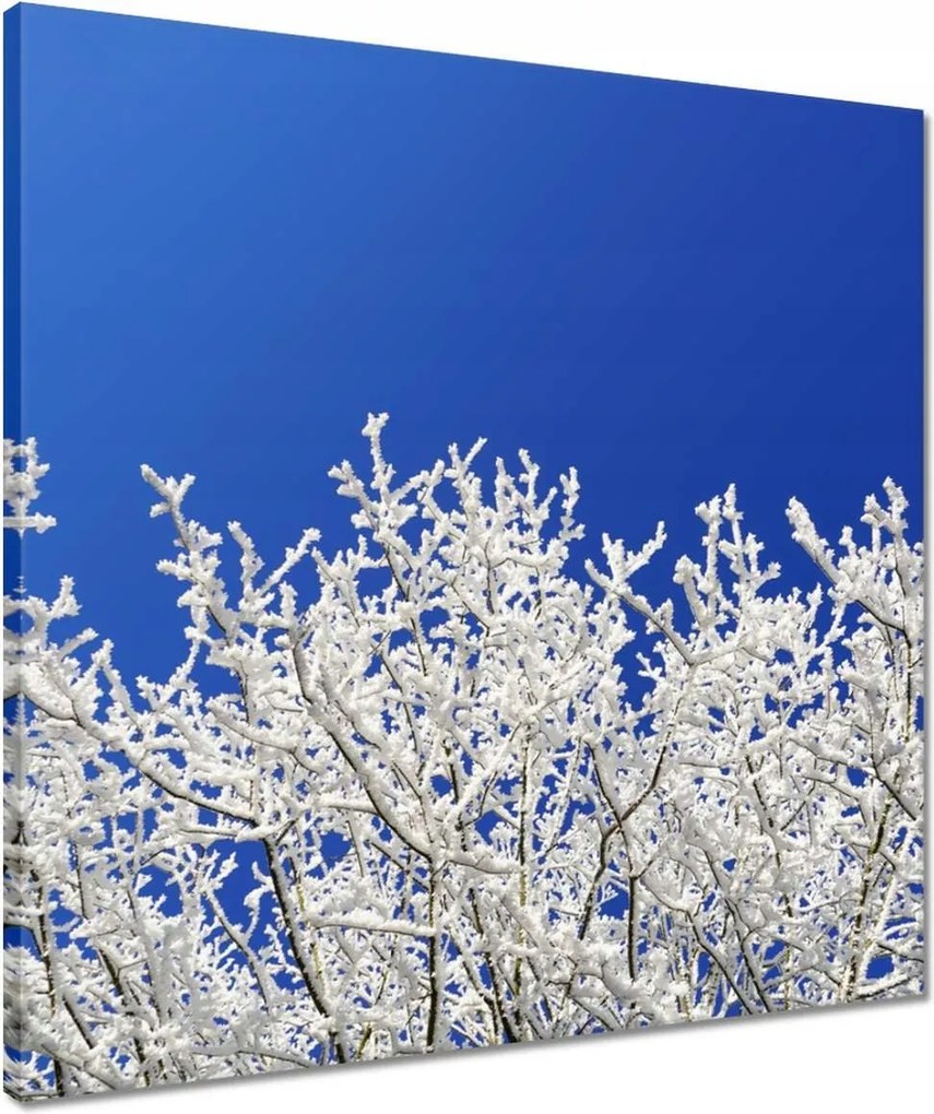 Vászonkép 50x50 Téli fa Dér Hó