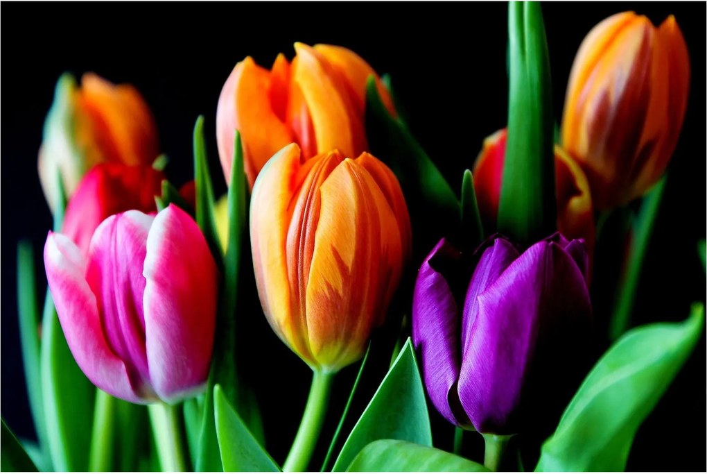 Tulipánok képe fekete alapon (90x60 cm)