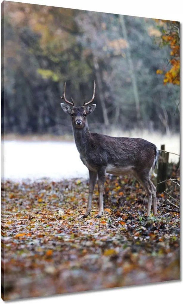 Vászonkép 70x100 Szarvas az erdőben Erdő
