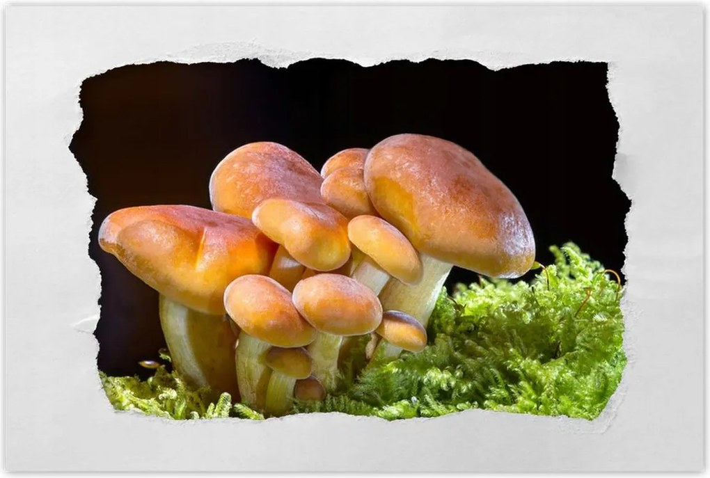 Poszterek 60x40 Gomba az erdőben Közelkép