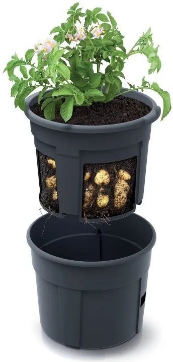 Prosperplast POTATO GROWER kaspó burgonya termesztésre 29,5 cm antracit