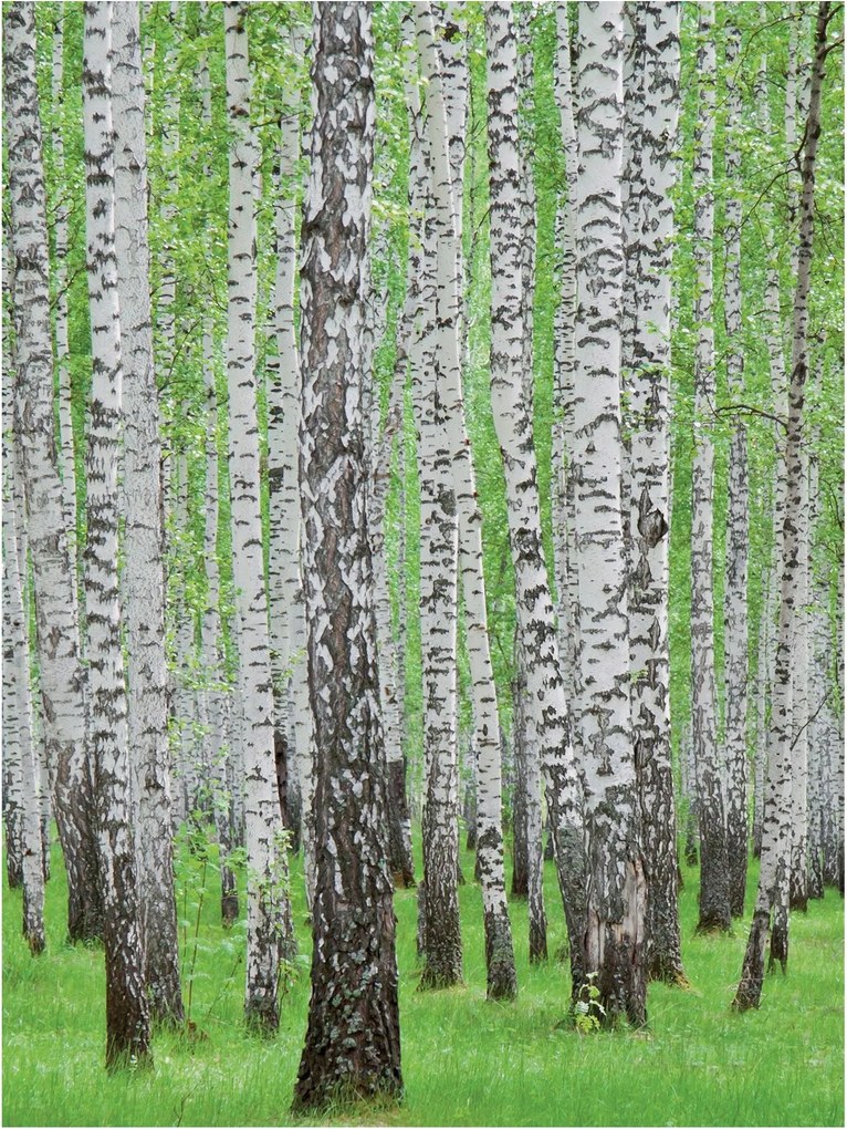 Fotótapéta erdő fák levelek fotótapéta 184 x 254