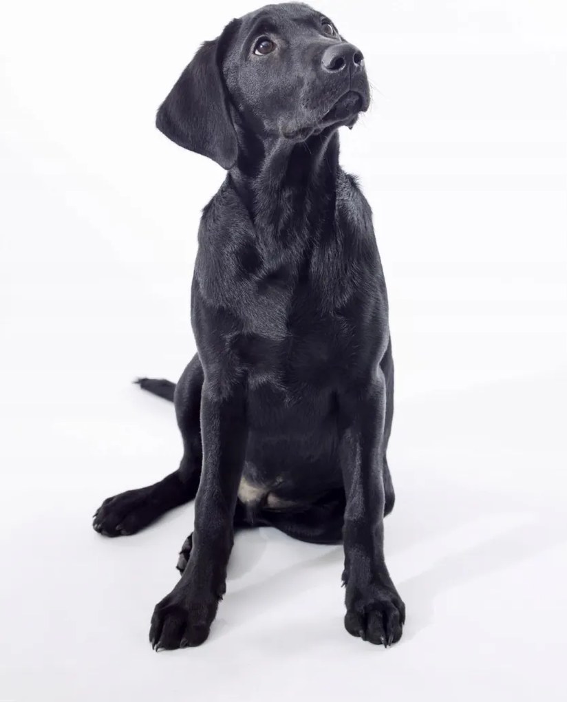 Poszter 68x98cm Fekete labrador, fehér alapon, Assaf Frank