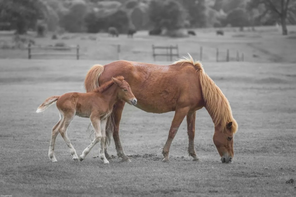 Poszter 45x30cm Ló és csikó, Assaf Frank
