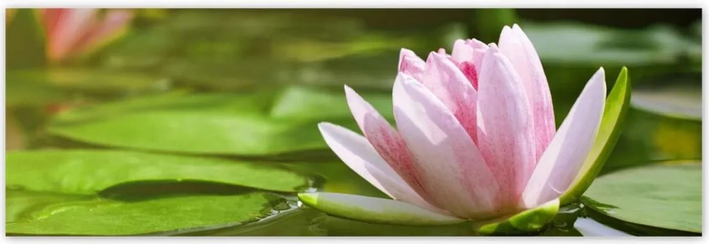 Poszterek 200x66 Vízi liliom