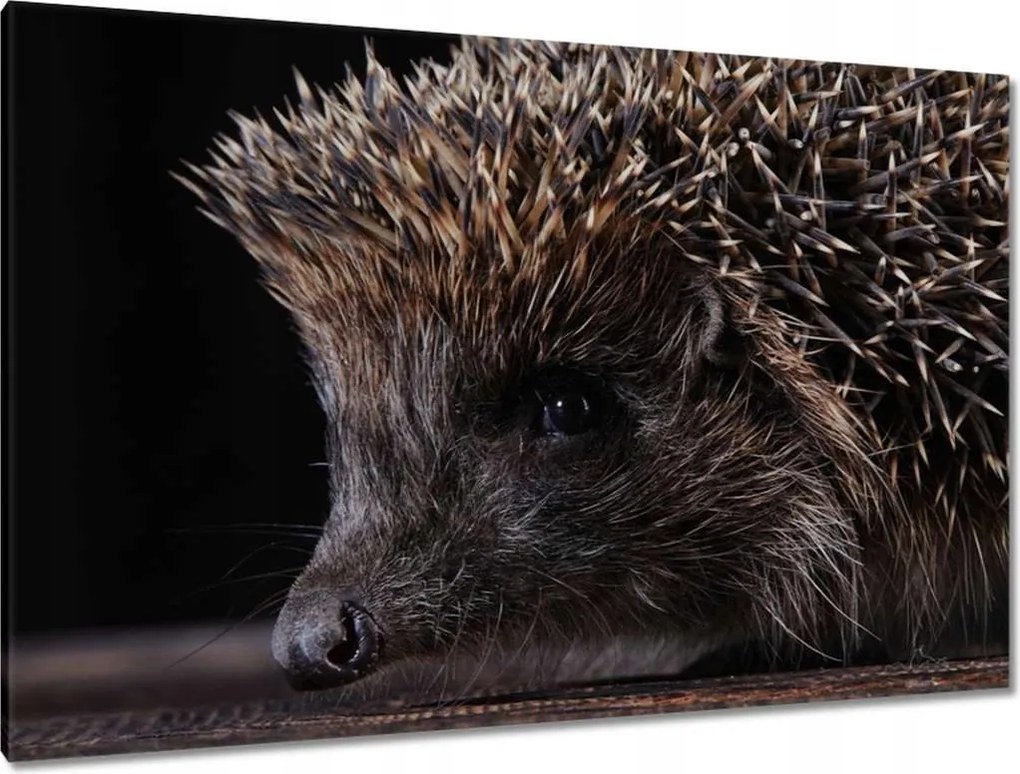 Festmények 120x80 Kis sündisznó portré