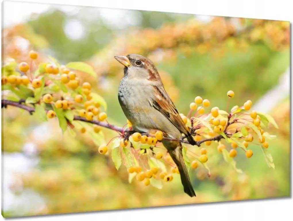 Vászonkép 120x80 Madarak