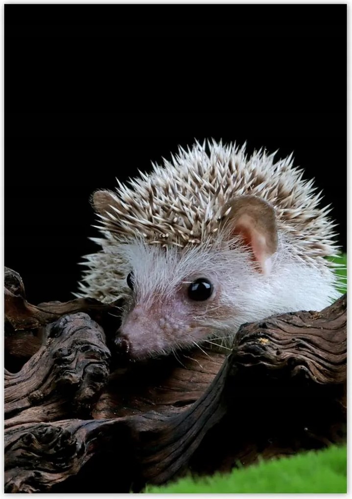 Poszterek 70x100 Sündisznó a zöld mohán