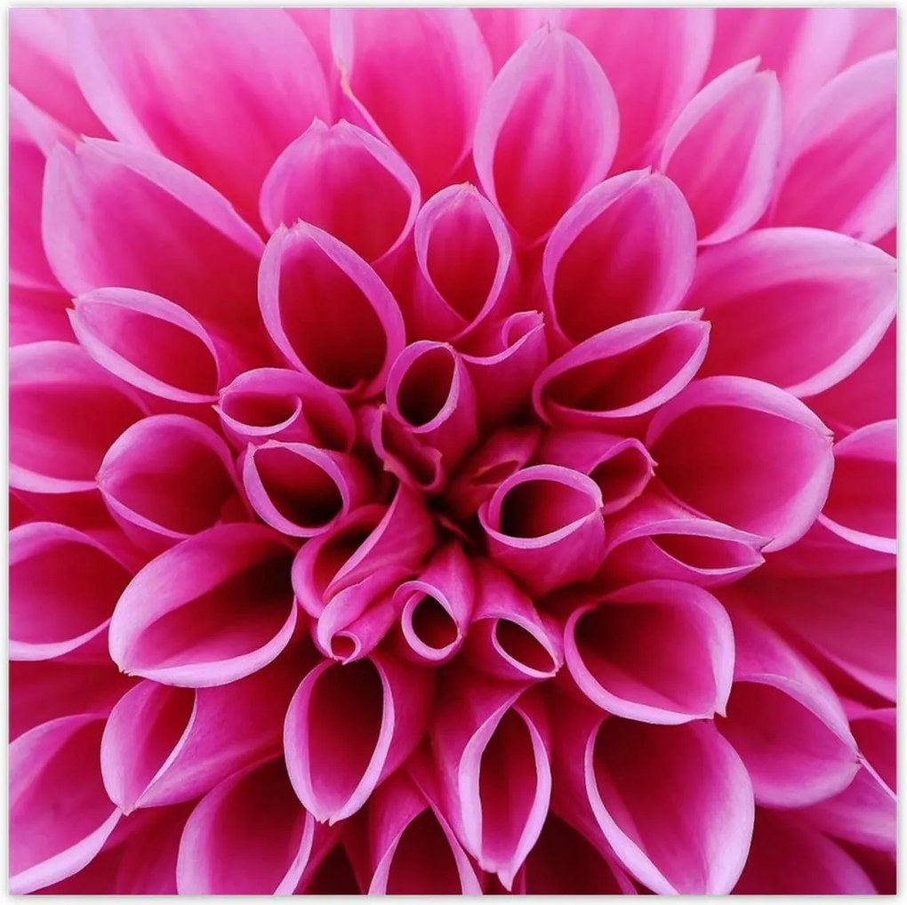 Poszterek 30x30 Liliom