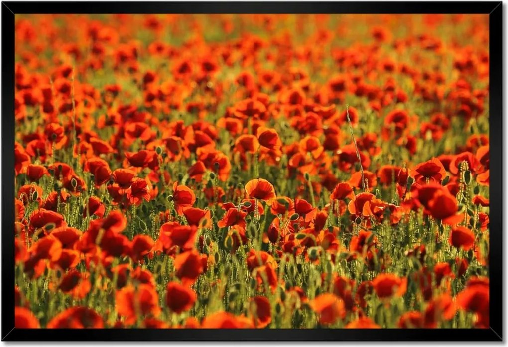 Poszterek keretben 60x40 Pipacsok rétje