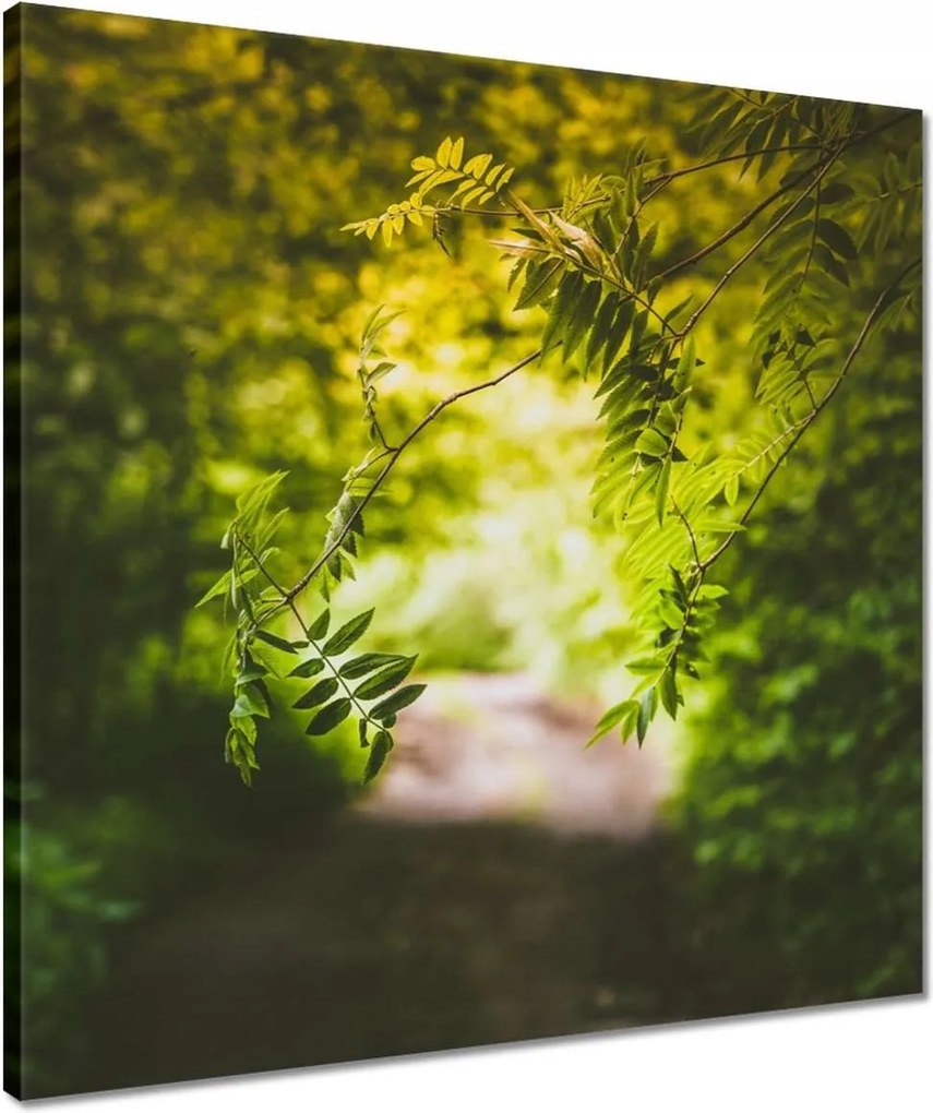 Vászonkép 50x50 Zöld levelek Levelek