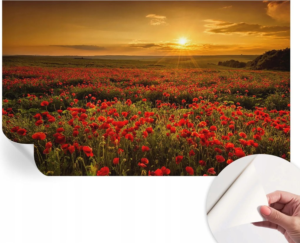 Öntapadós Dekoratív Fotótapéta Hálószobába Pipacs mező 416x254 cm