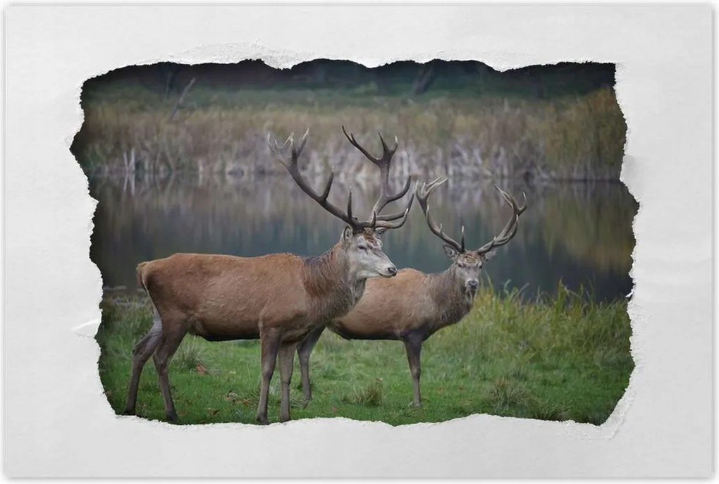 Poszterek 60x40 Szarvasok a természetben Rét