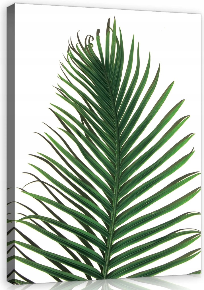 Vászonkép 40x60 Trópusi pálmalevél zöld minimalizmus természet frissesség