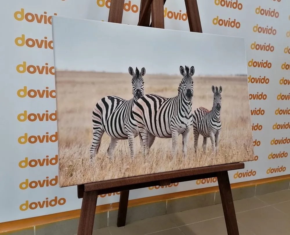 Kép három zebra szavannában