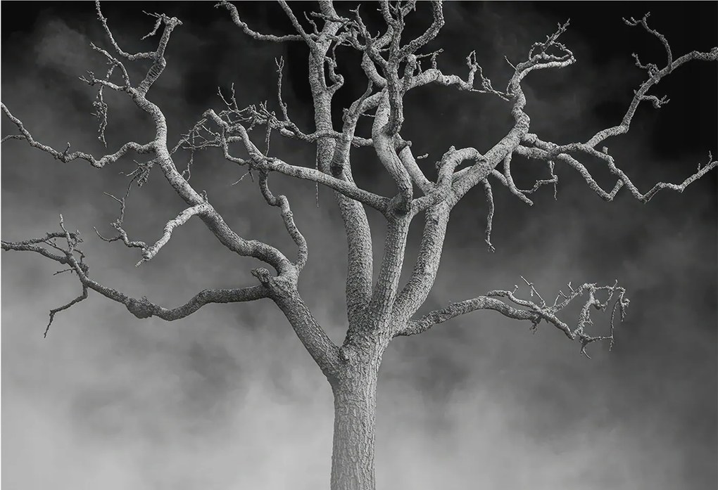 Flizelin tapéta falra Prémium ködös fa 152x104