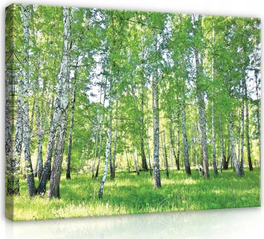 Vászonkép 60x40 Nyírerdő liget nyár zöld frissesség természet nyugalom