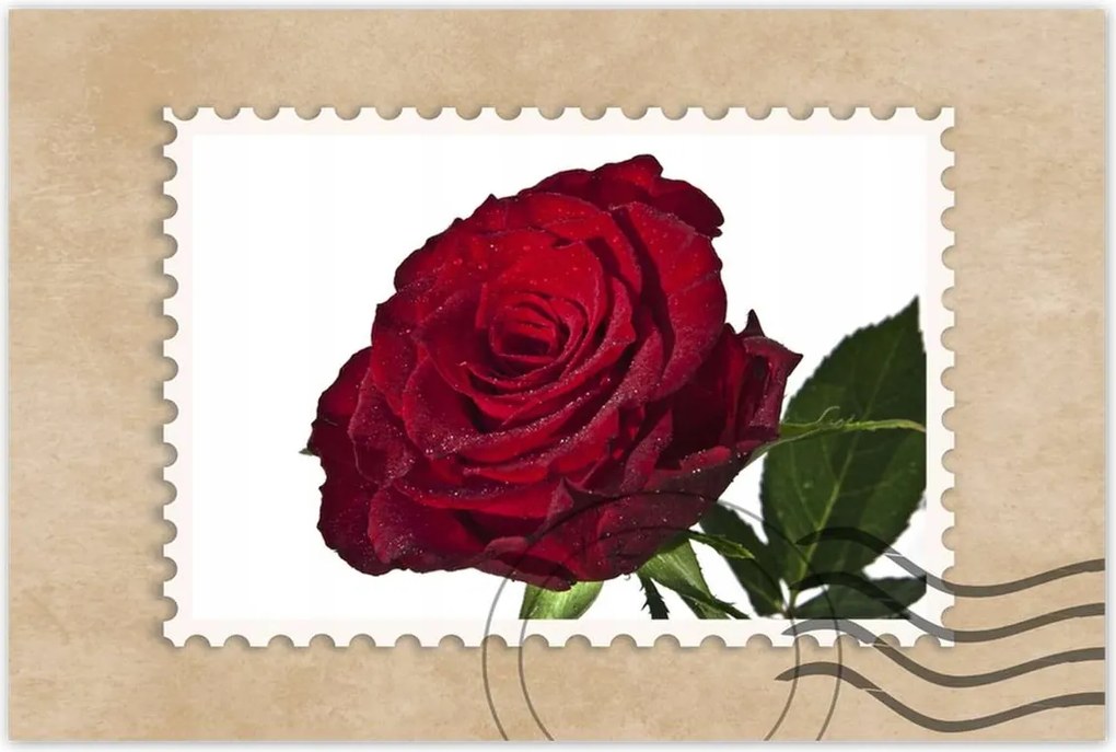 Poszterek 90x60 Vörös rózsa fehér