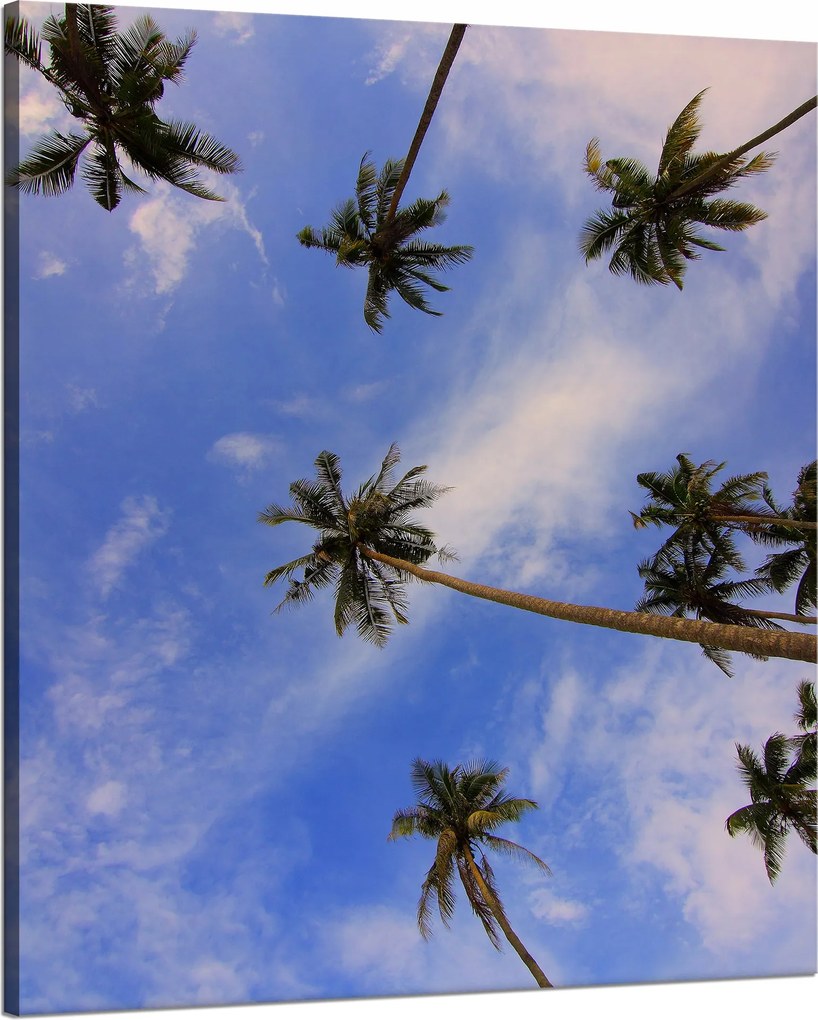 Vászonkép Natura Kókuszpálmák 80x100 cm