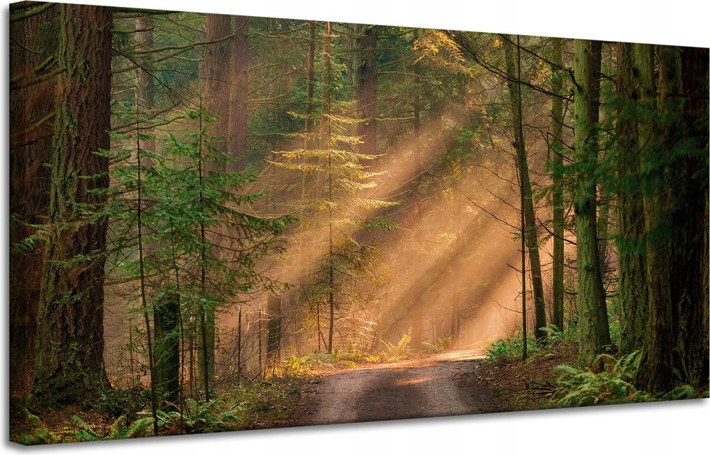 Vászonkép Ösvény az erdőben Fák Természet 120x60 cm