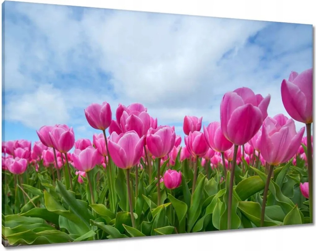 Vászonkép 100x70 Tulipánok Virágok