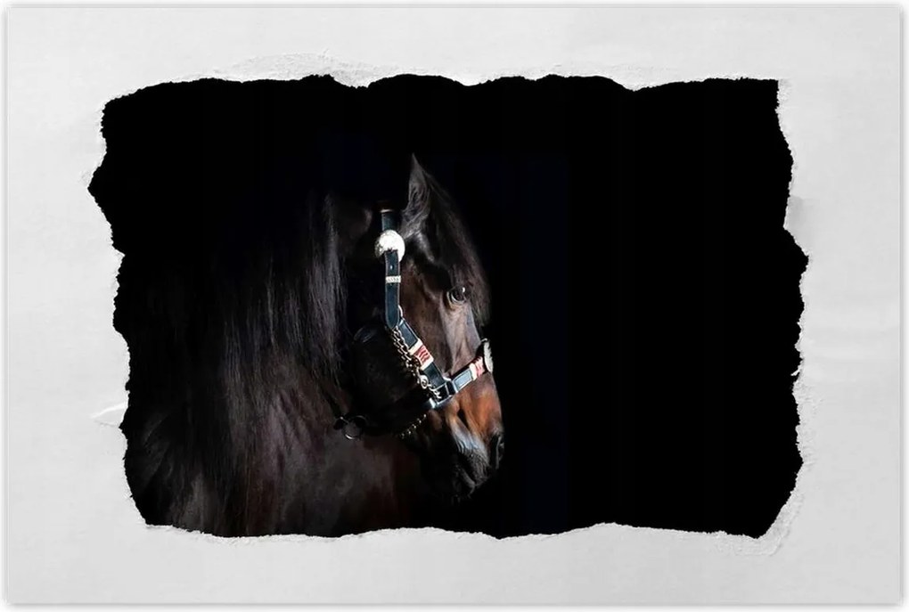 Poszter 60x40 Ló ló fekete alapon
