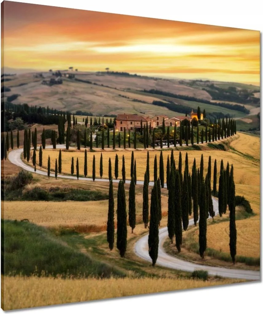 Vászonkép 80x80 Gyönyörű ciprusfák Toszkánában