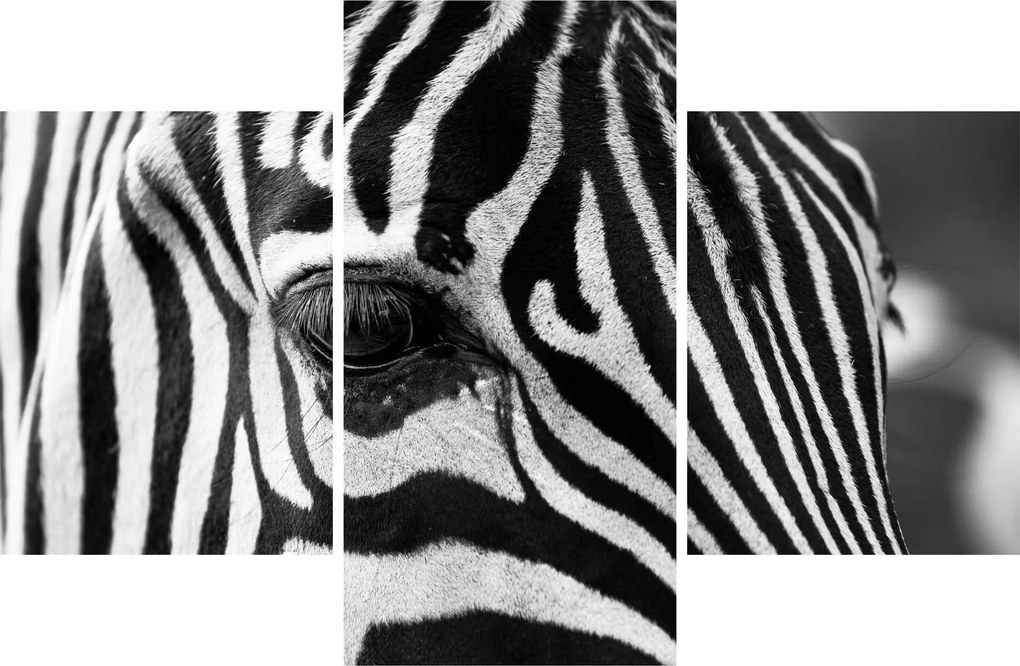 Zebra képe (90x60 cm)
