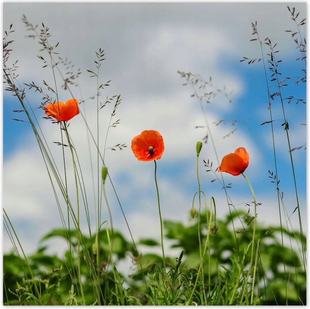 Poszterek 30x30 Piros mezei pipacs