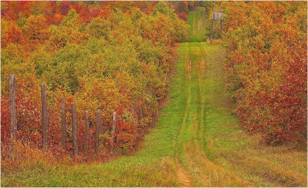 Fotótapéta Flizelina Nappali és Hálószoba Irodába Őszi színek 416x254 Ragasztó