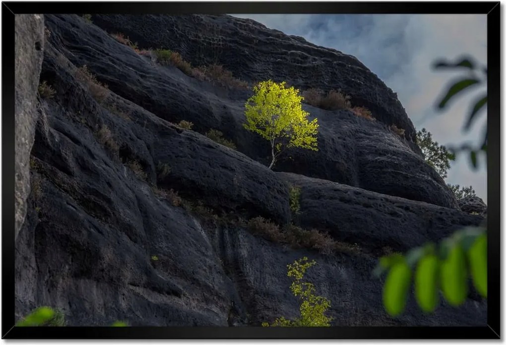 Poszterek keretben 60x40 Fa Kilátás