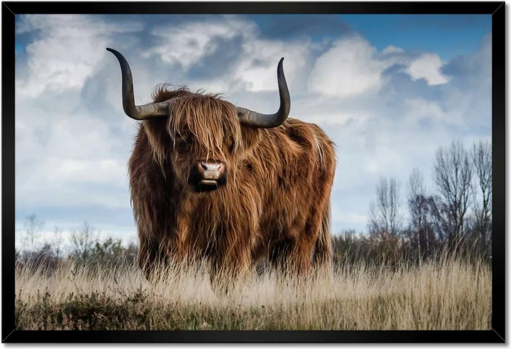 Poszter keretben 60x40 Skót tehén felvidéki szarv