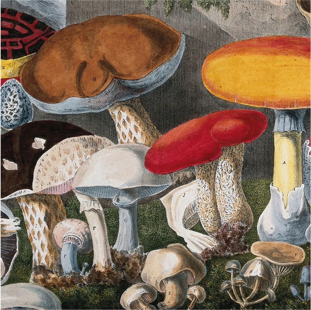 Fotótapéta Flizelin Dekoratív Hálószoba Botanikus gombák 250x250