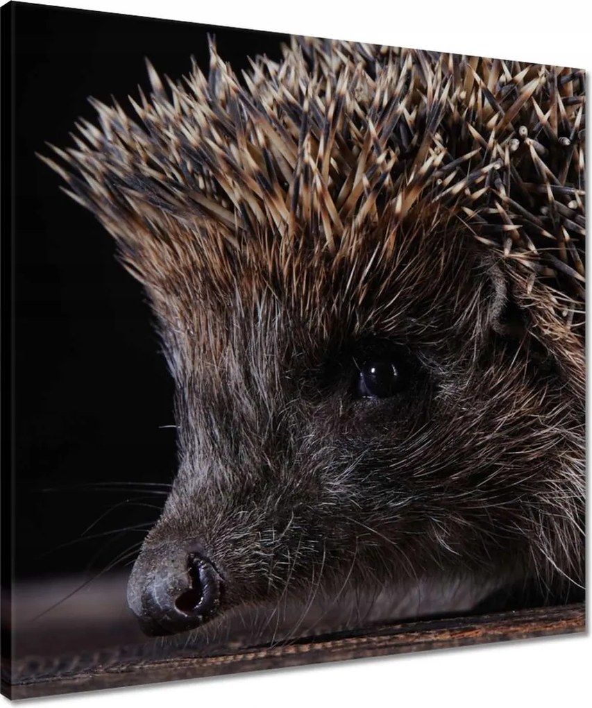 Vászonkép 50x50 Kis sündisznó portré