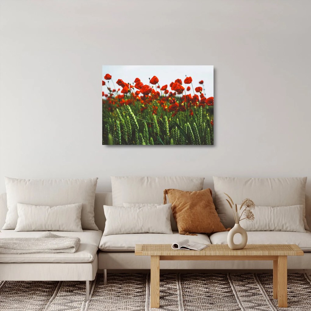 A pipacsok képe a szélben (üvegen) (70x50 cm)