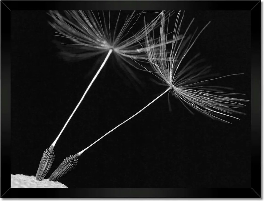 Poszterek keretben 40x30 Pitypang Virág Virágok