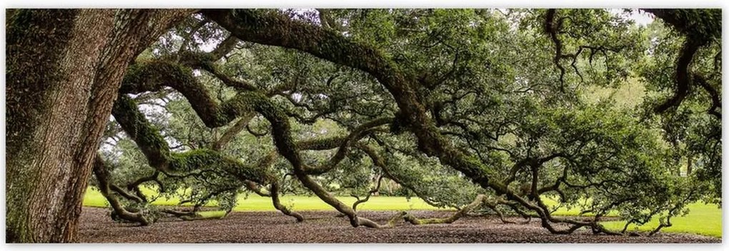 Poszterek 200x66 Szétnyitható tölgy