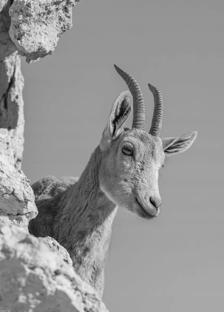 Poszter 39,5x55cm Ibex Nubiana 3, Assaf Frank