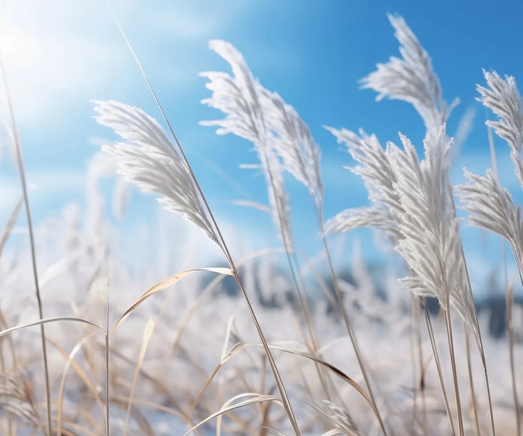 Poszter 60x50cm Zúgás a fű között