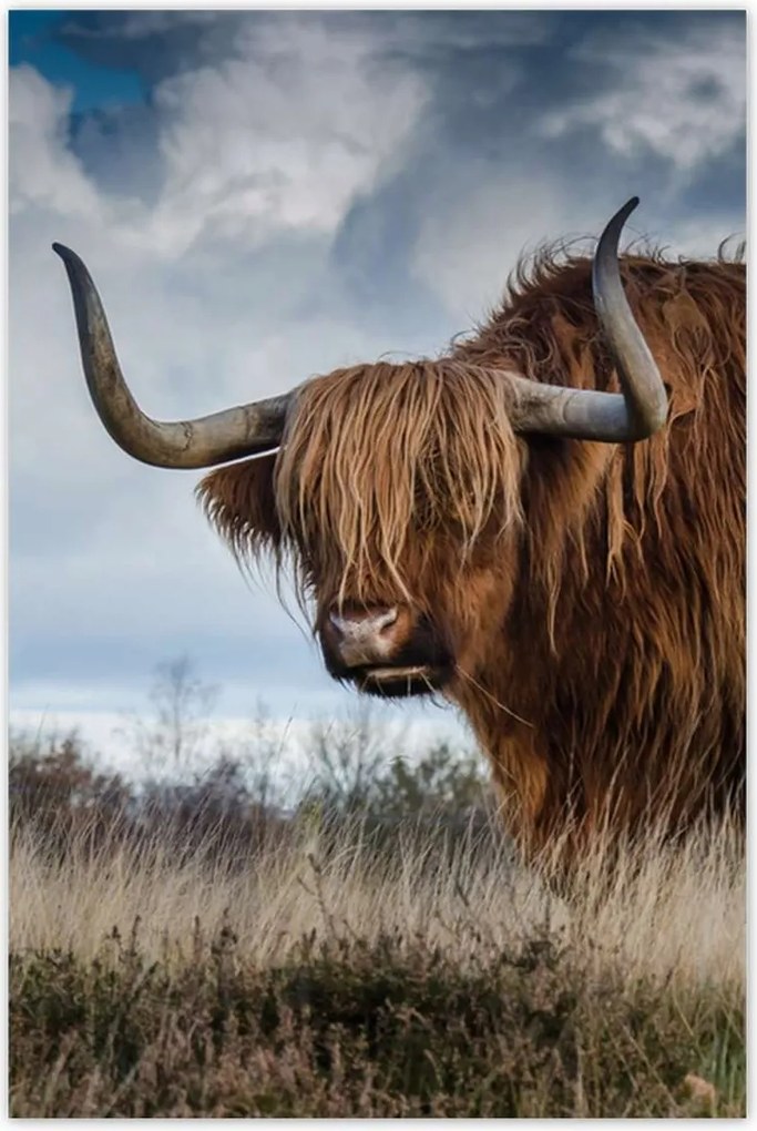 Poszterek 80x120 Felvidéki tehén Szarvak