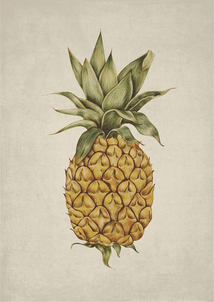Botanikus poszter Retro Ananász Gyümölcs Vintage